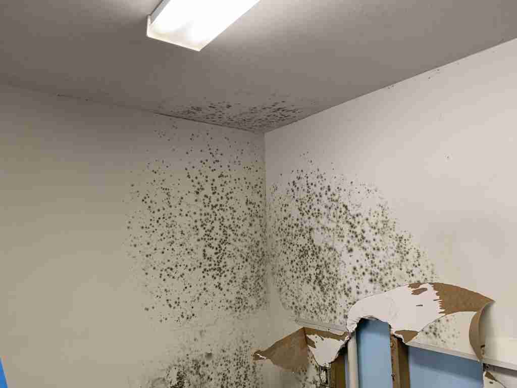 mold removal- large areas of bathroom mold