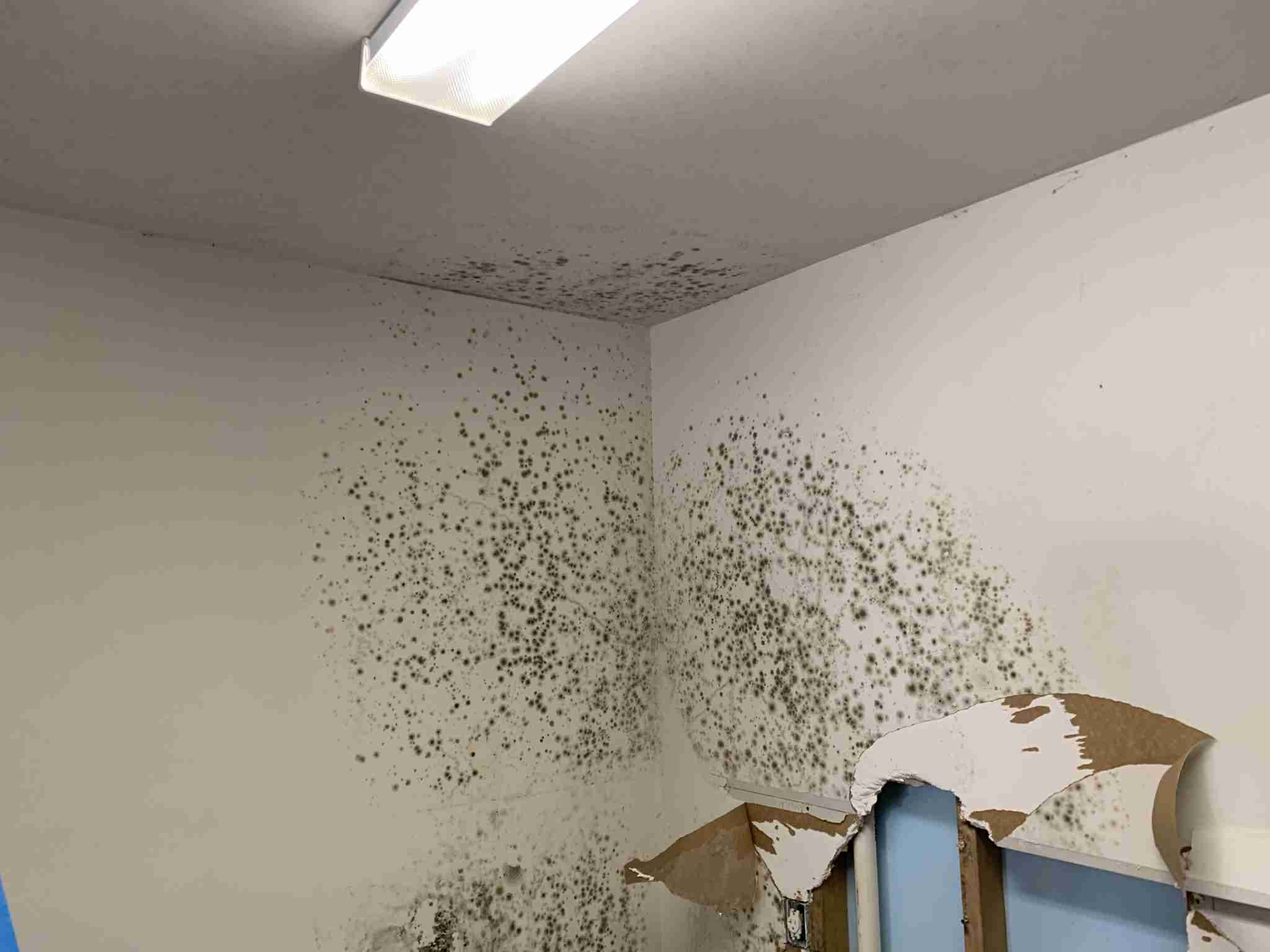 large area of mold in bathroom