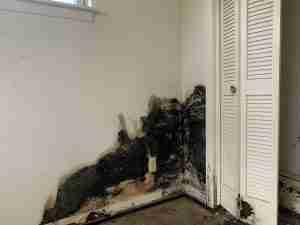 Mold Removal Services Austin TX
