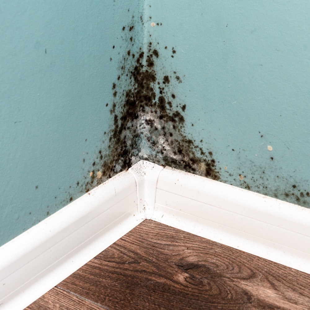 Mold on wall in house in Austin