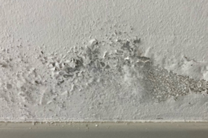 Indoor Humidity and Mold Prevention in Your Home