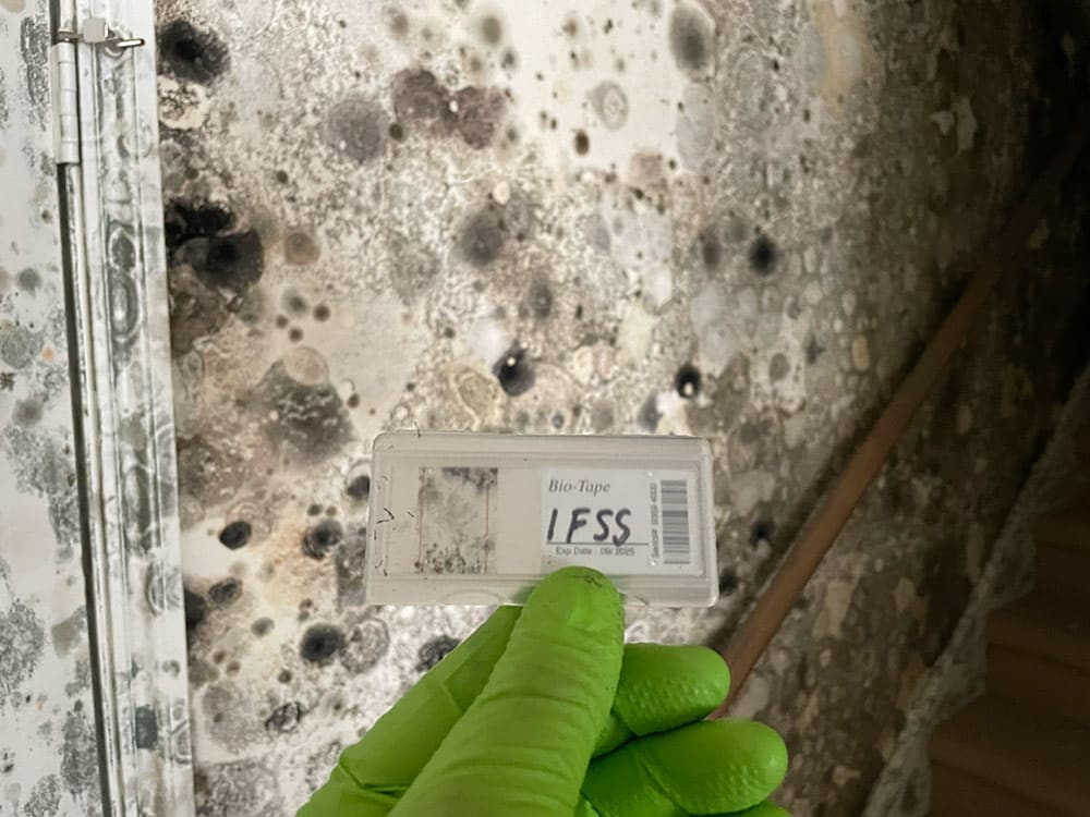 mold sample from moldy home