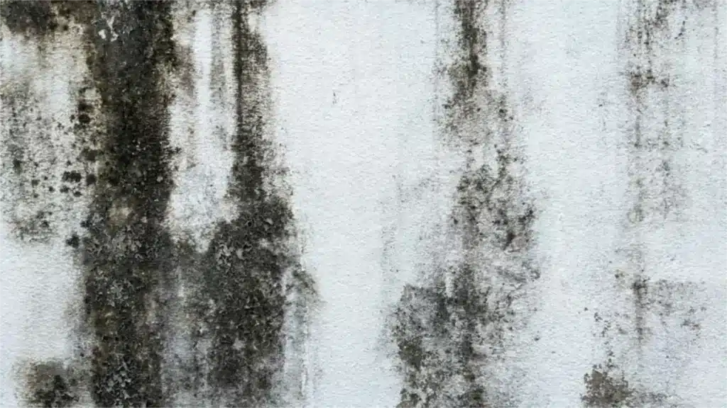 Black mold streaks spreading down a white wall