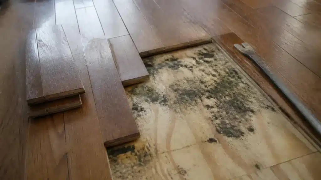 Surgical Lifts vs Subfloor Mold